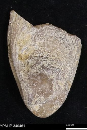 Ostrea glabra