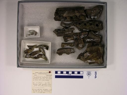 Thoracosaurus mullicensis