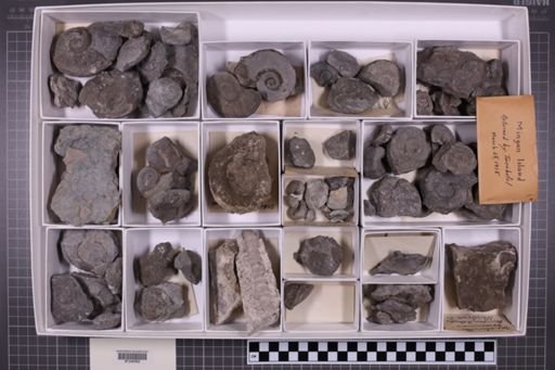 mixed taxa, stratigraphic collection