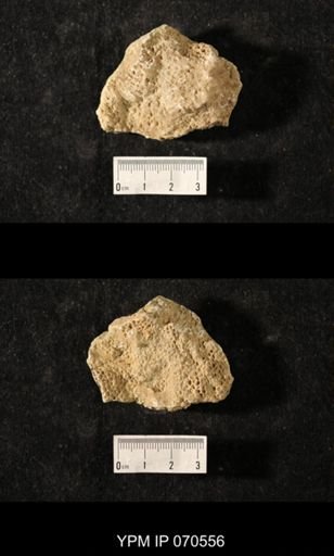Favosites louisvillensis