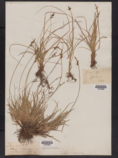 Carex