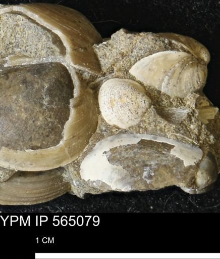 Limopsis striatopunctatus