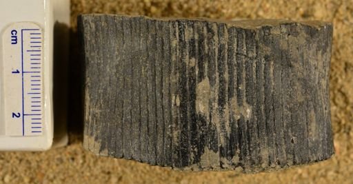 Calamites
