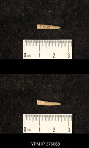 Pseudorthoceras knoxense