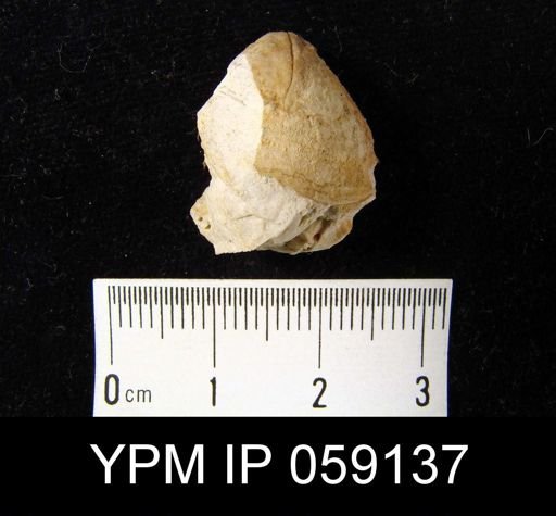Meristella rostellata