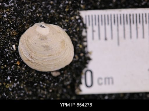 Limopsis striatopunctatus