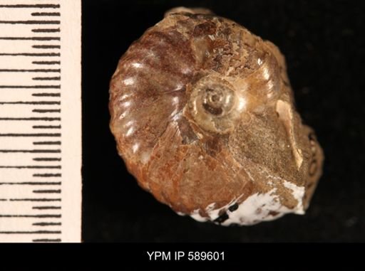 Hoploscaphites comprimus