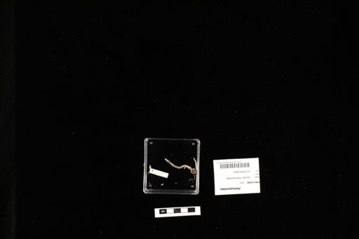 Plethodontidae