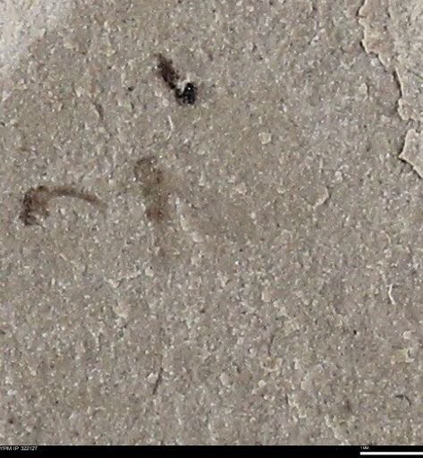 undet. Insecta