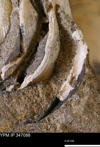 undet. Bivalvia