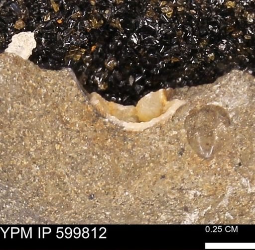 undet. Mollusca