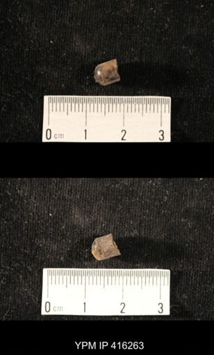 Orthoceras sp.