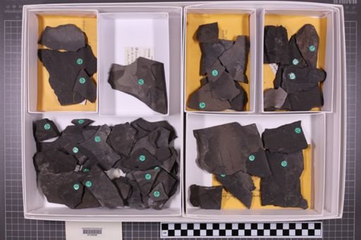 mixed taxa, stratigraphic collection