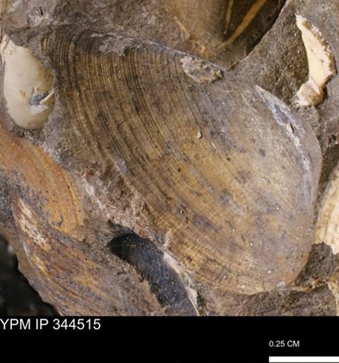 Limopsis striatopunctatus