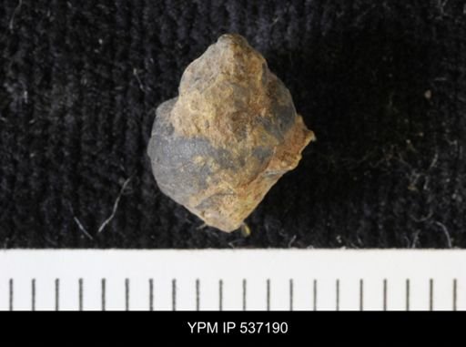 Viviparus montanaensis