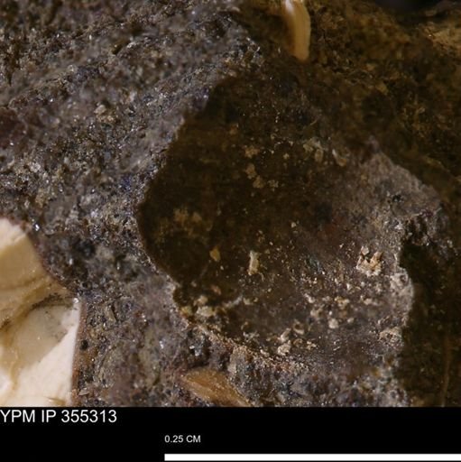 Mollusca