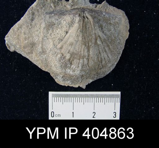 Leptostrophia sp.