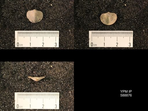 Dalmanella testudinaria