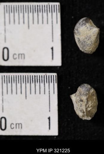 Ambocoelia sp.