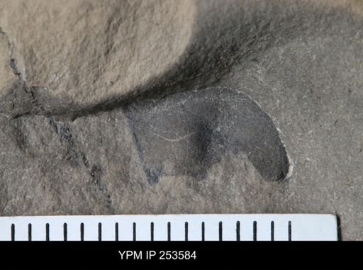 Eurypterida?