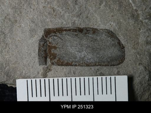 undet. Eurypterida
