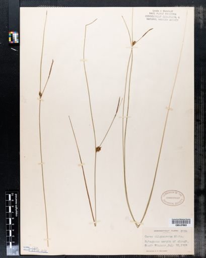 Carex oligosperma