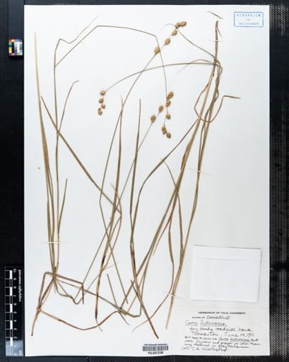 Carex festucacea