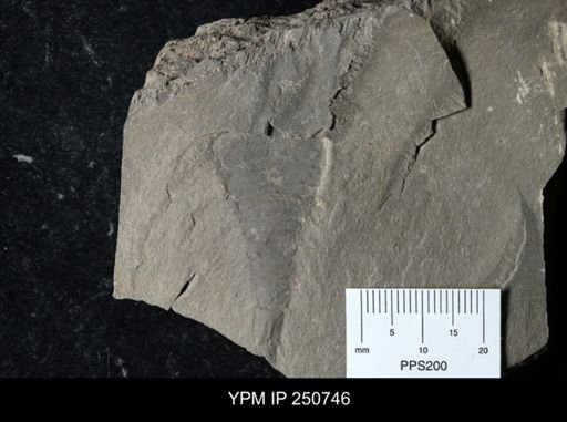 undet. Eurypterida