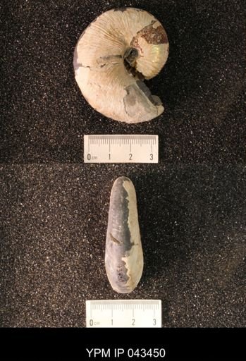 Hoploscaphites nicolletii