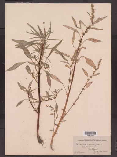 Amaranthus cannabinus