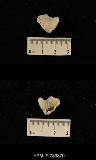undet. Brachiopoda