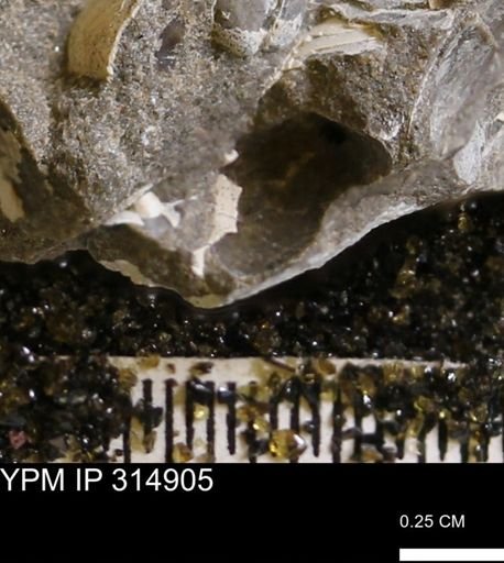 undet. Mollusca