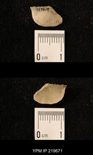 Chonetes granulifer