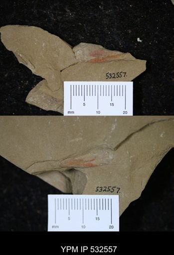 Sphenothallus?