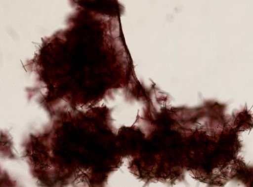 Iophon sp.
