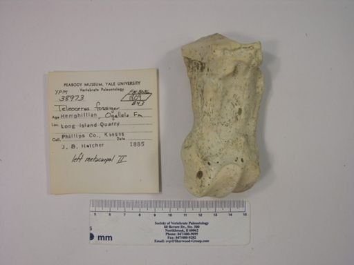Teleoceras fossiger