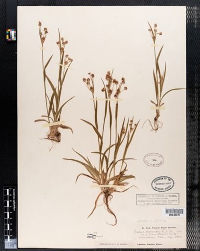 Luzula campestris