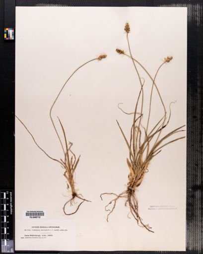 Carex muhlenbergii
