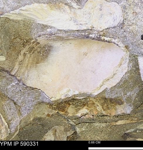 Protocardia?
