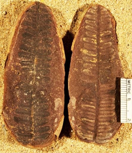 Pecopteris