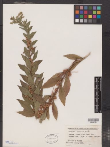 Cuscuta gronovii