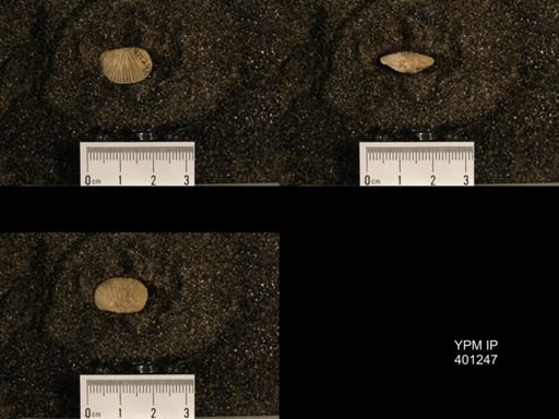 Orthis (Plectorthis) dichotoma