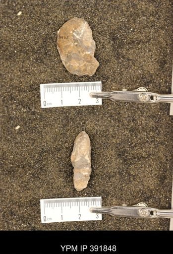 Scaphites whitfieldi
