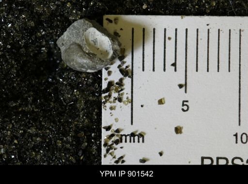 undet. Mollusca