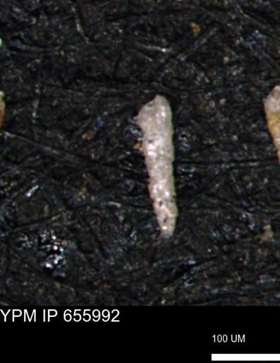 Verneuilinoides kansasensis
