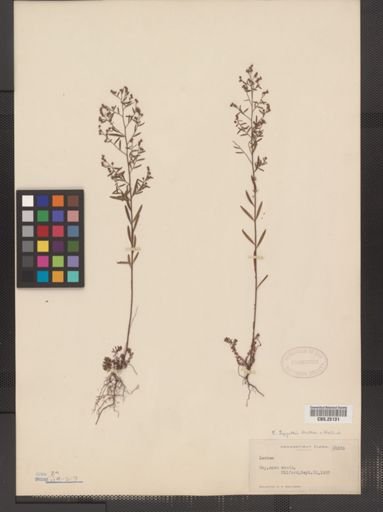 Lechea leggettii