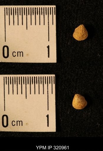 Dielasma elongatum