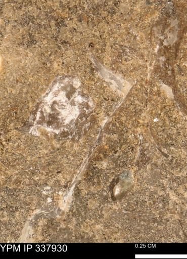 undet. Mollusca