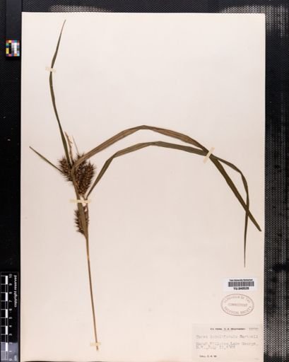Carex lupuliformis