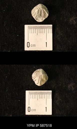 Camarotoechia whitei